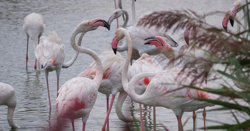 Parc Ornithologique du Pont de Gau : ce que la billetterie ne vous dit pas