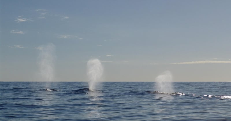 Nager avec les baleines à bosse où et quand : le guide complet