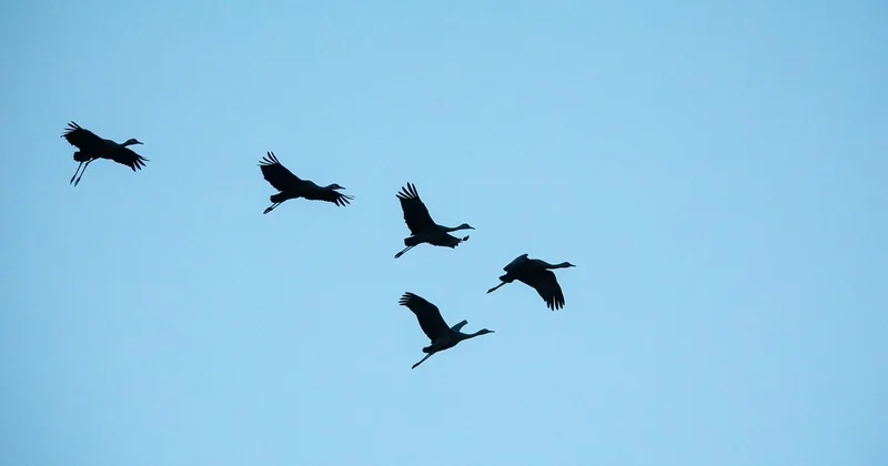 Quels sont les oiseaux migrateurs que l'on trouve en Bourgogne ?
