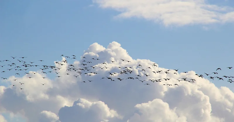 Où se trouve le parcours des oiseaux migrateurs ?