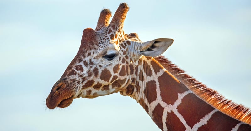 Safari photo en Afrique sans se ruiner : nos astuces pour un voyage inoubliable